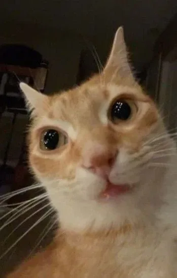 전사