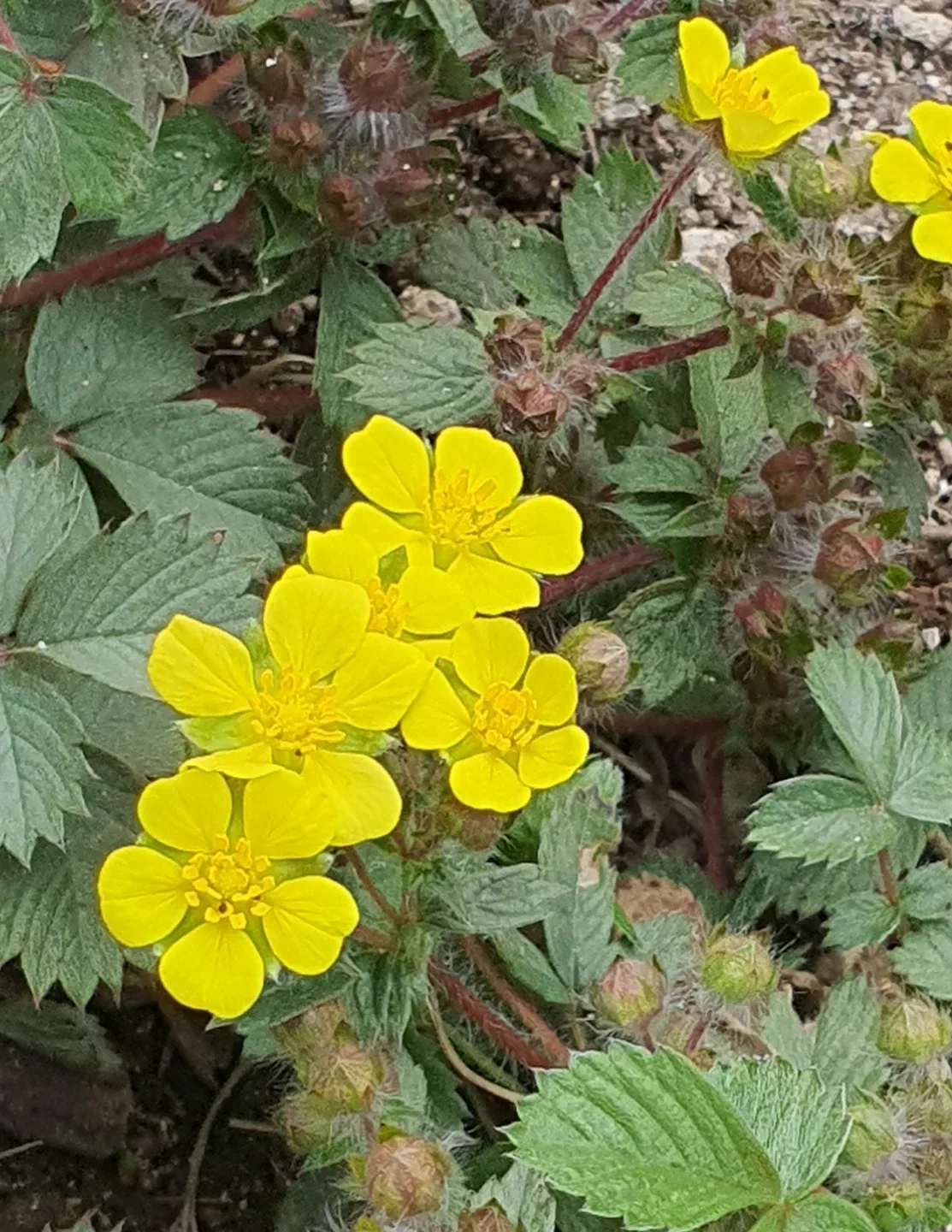 샛별