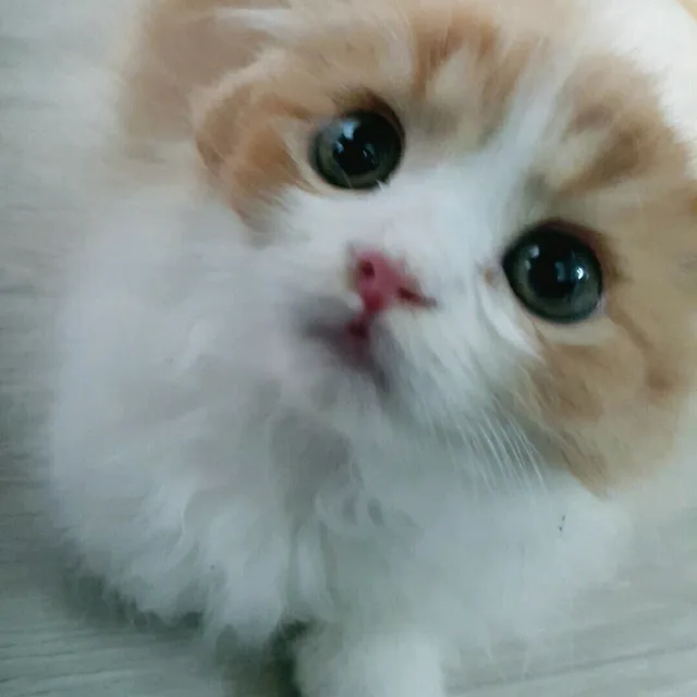 서노