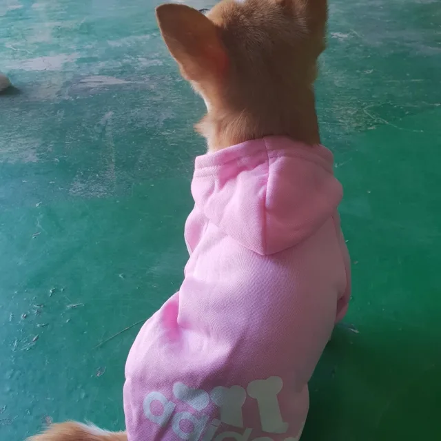 당근먹는여우