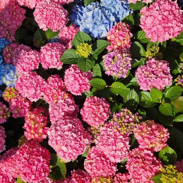 핑크핑크