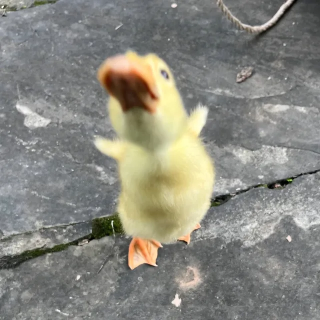 고구마빵