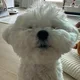 감쟈이모