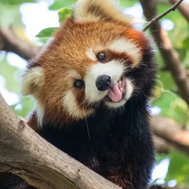 펭귄