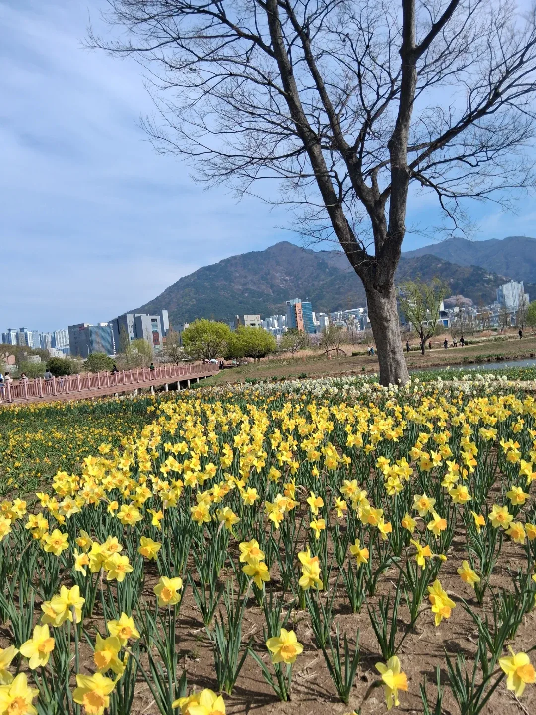 해바라기
