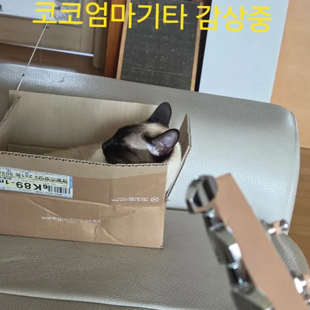 냉파냥이당근기타시인