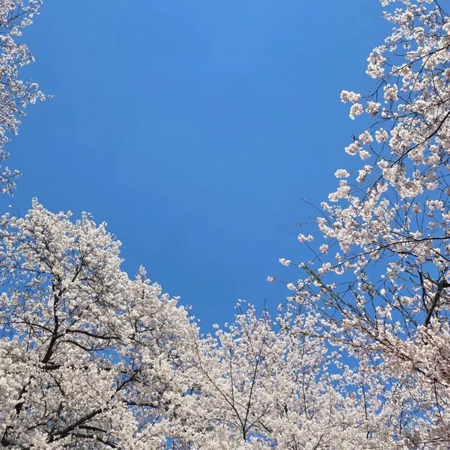 하얀손