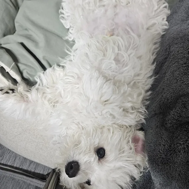 복동