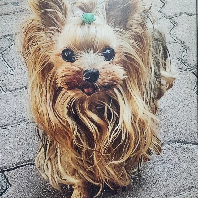 용이양