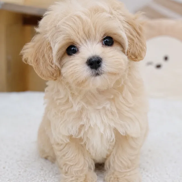 성실이