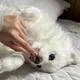 라야