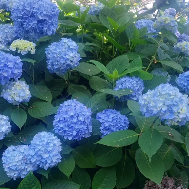 리사