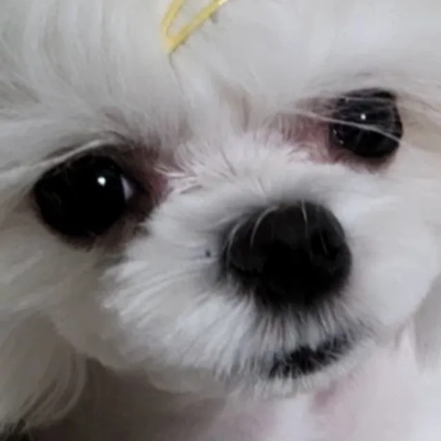 새미