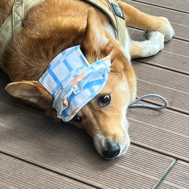 오래