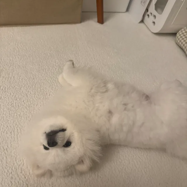랄라숑