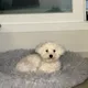 모꼬