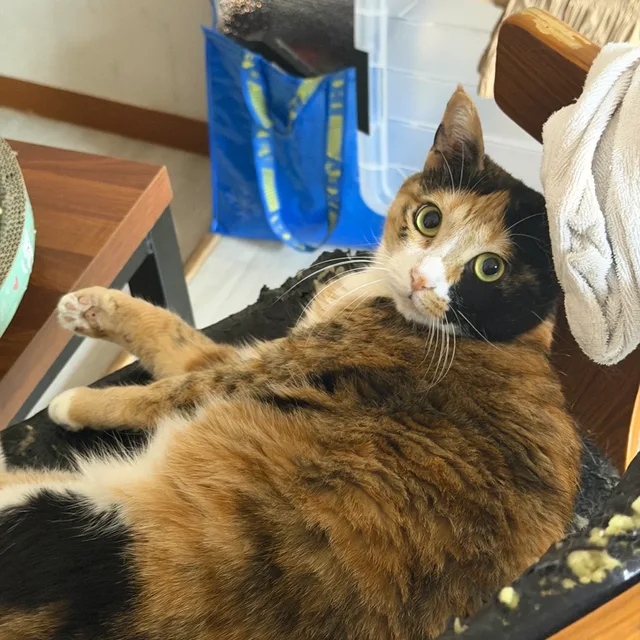 막둥이