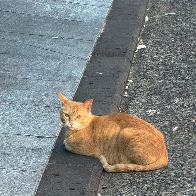 땡글