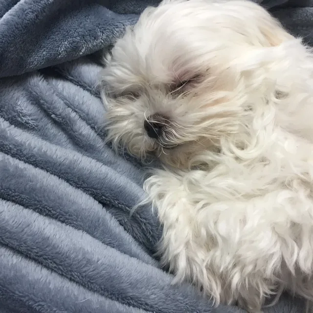 우리아빠