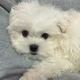 말티즈김두부