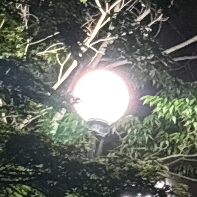라이