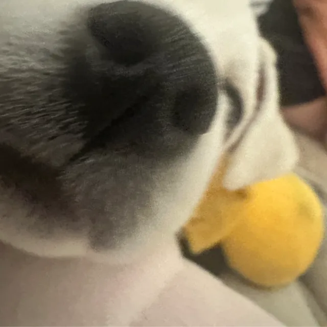 보리