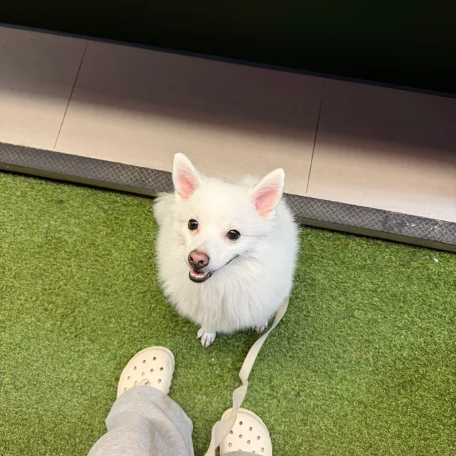반잉