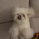 룰루