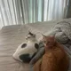 귕어