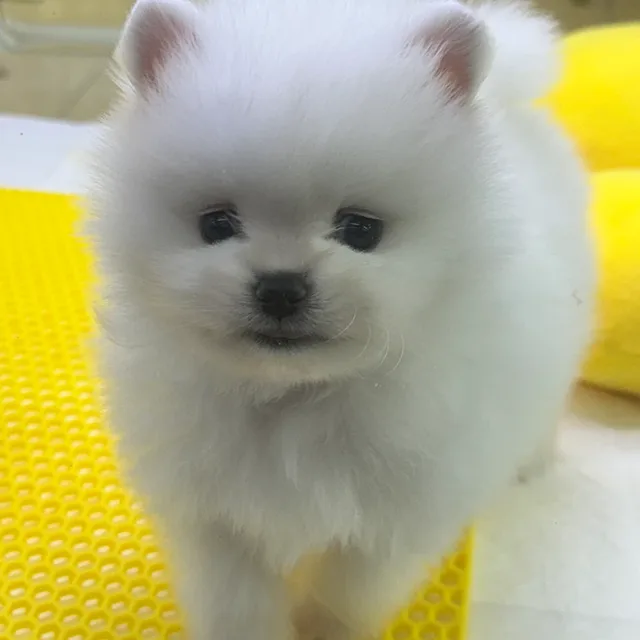 탈모따님둔아빠