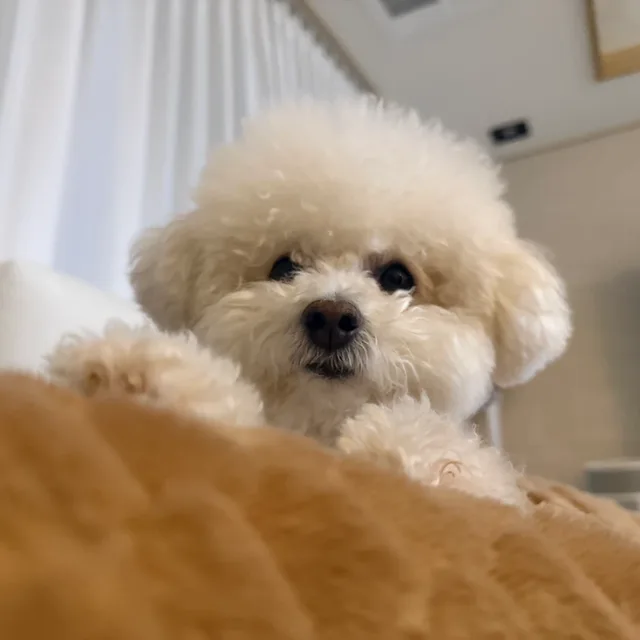 뚜따