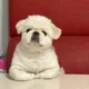 못쁘니