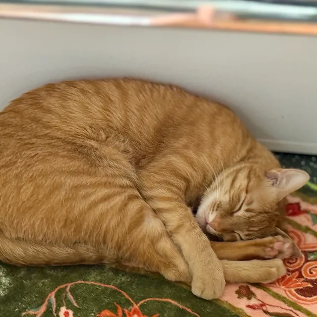 지렁이
