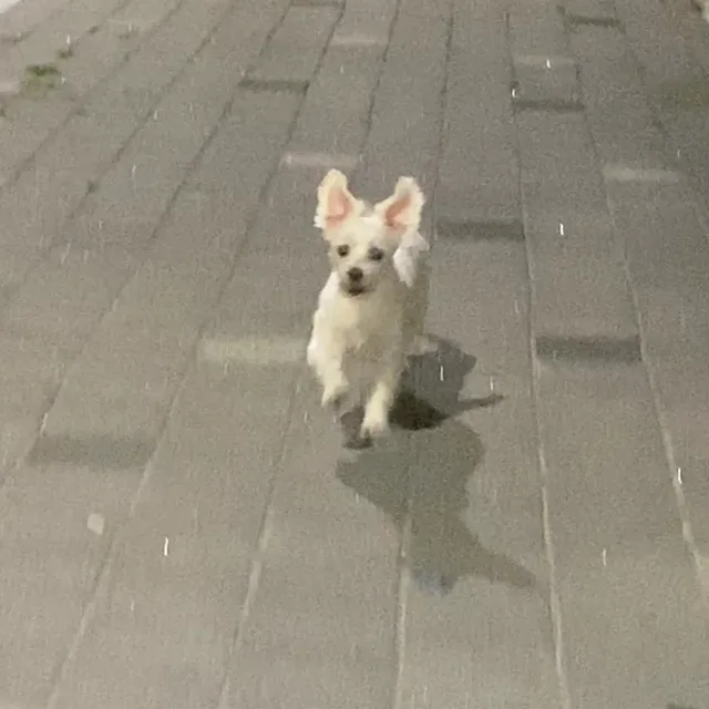 보니