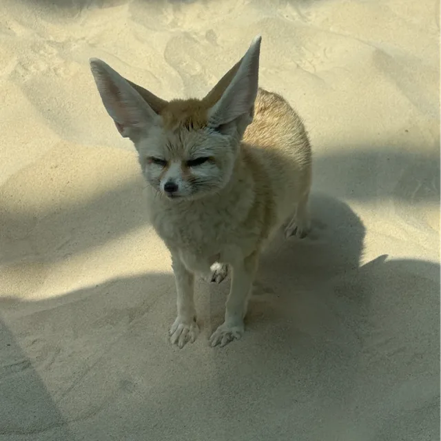데헷