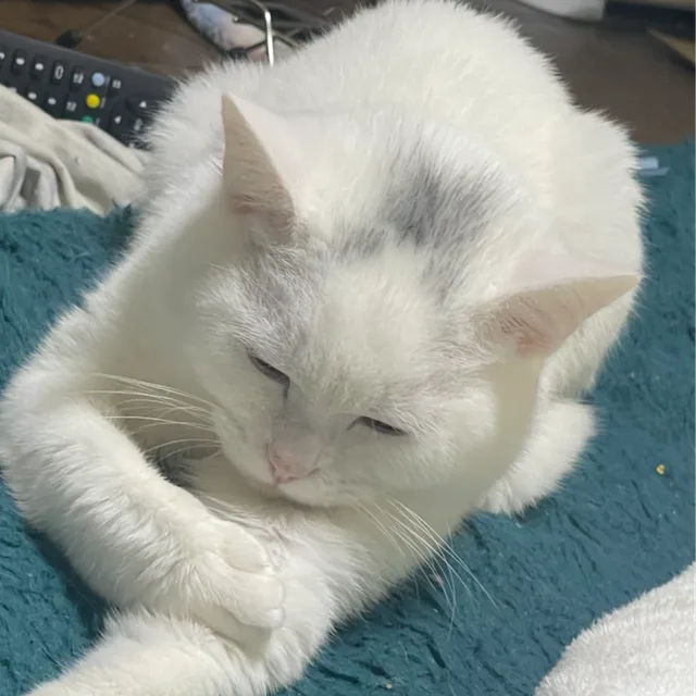 산루아