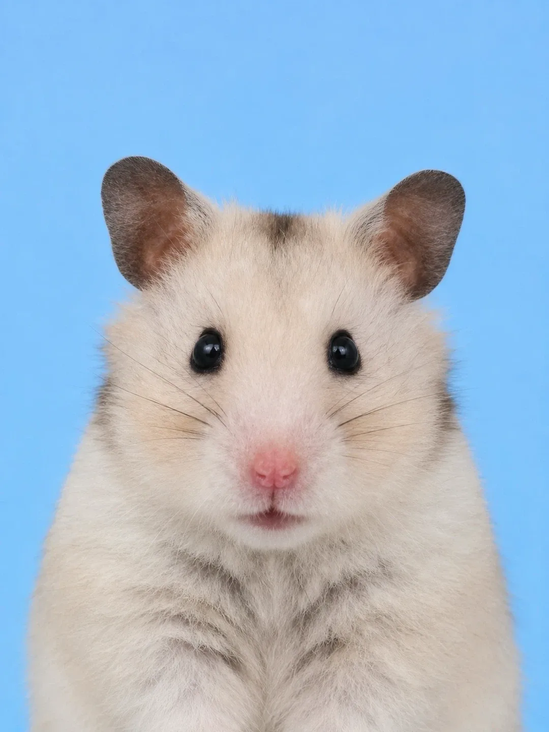 코코몽