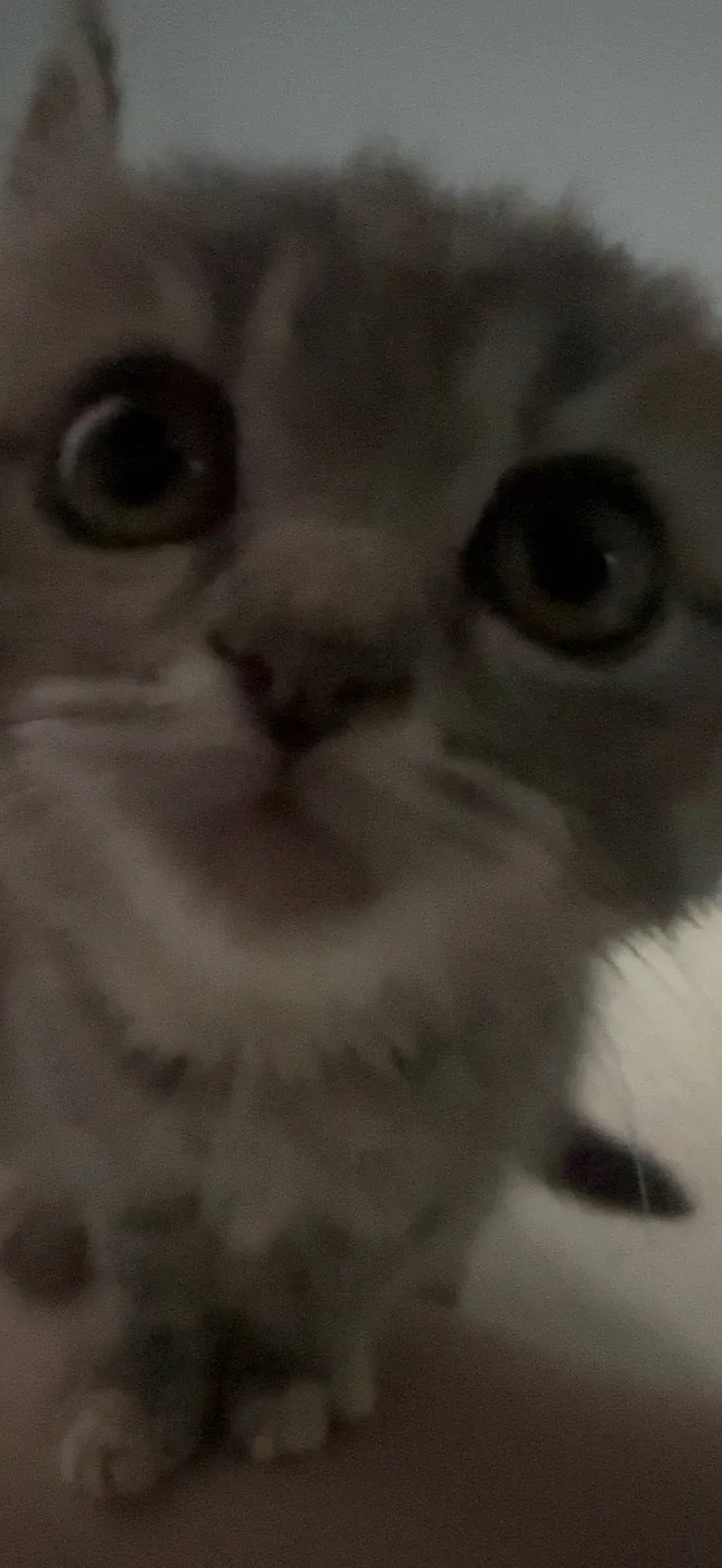 냐몽