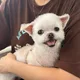 유니코니