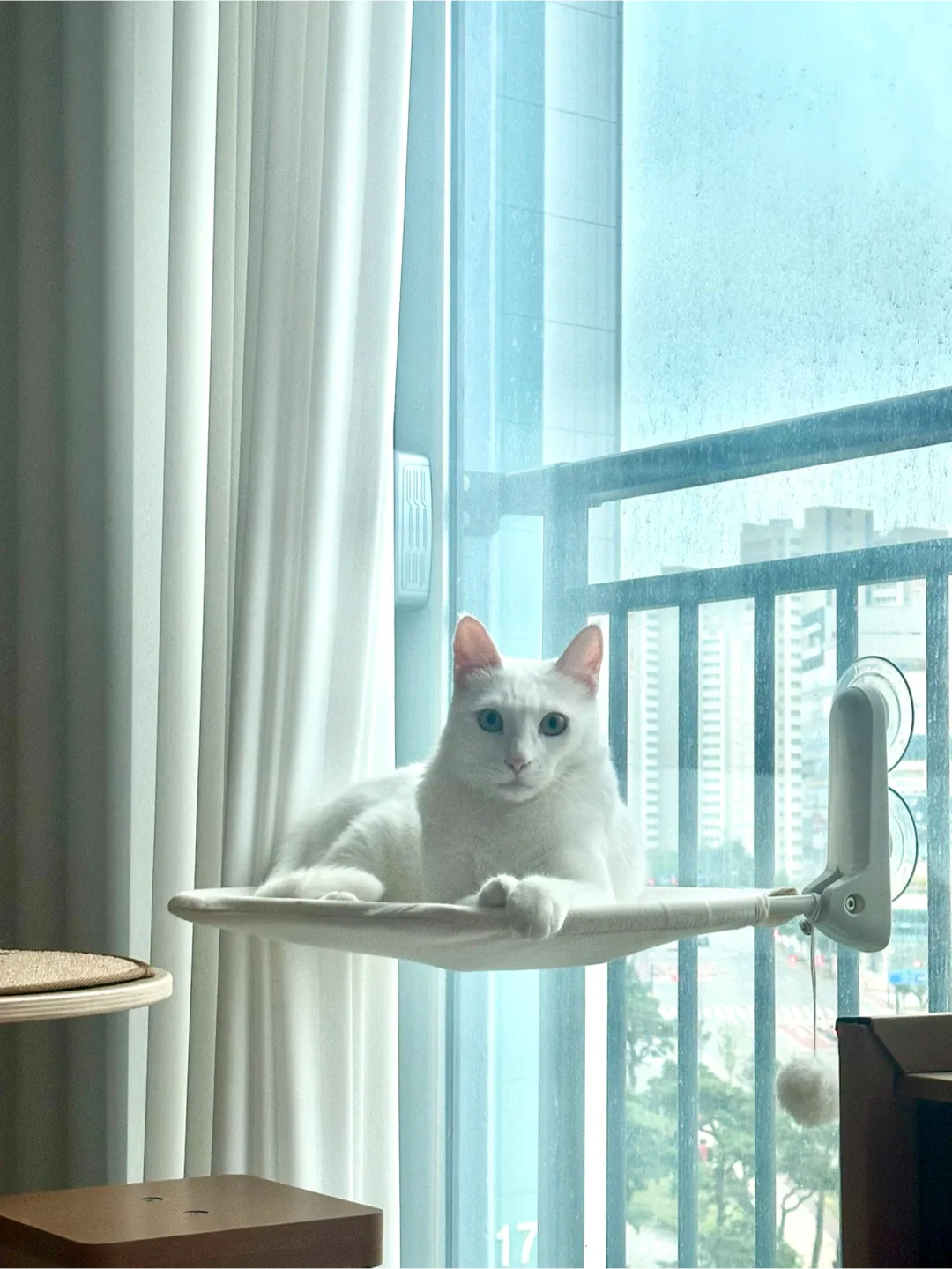 슈짱