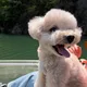 우디
