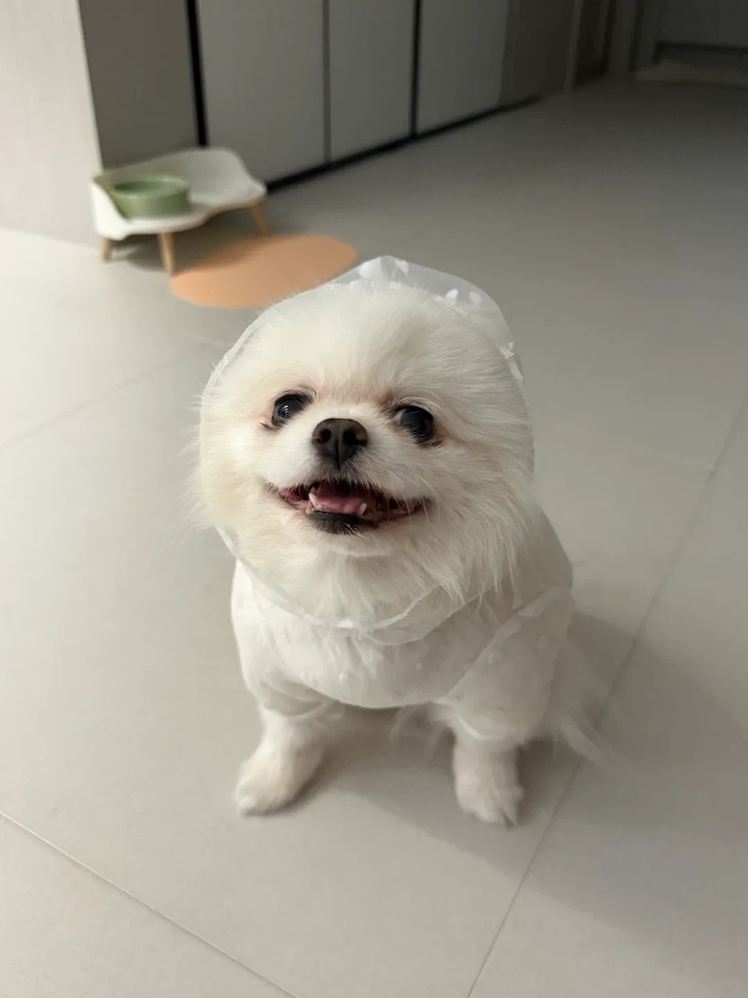 본본