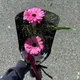 바니바니당근당근