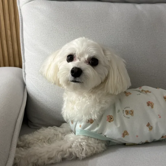 또잉