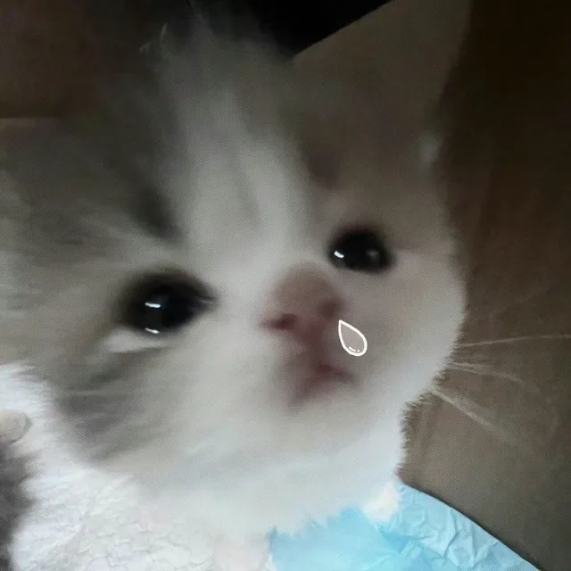 뵤햄