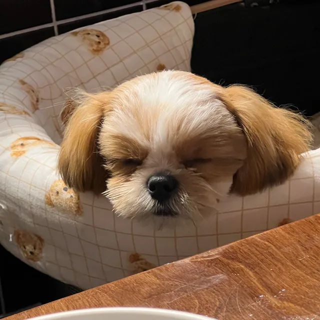 귐즤야
