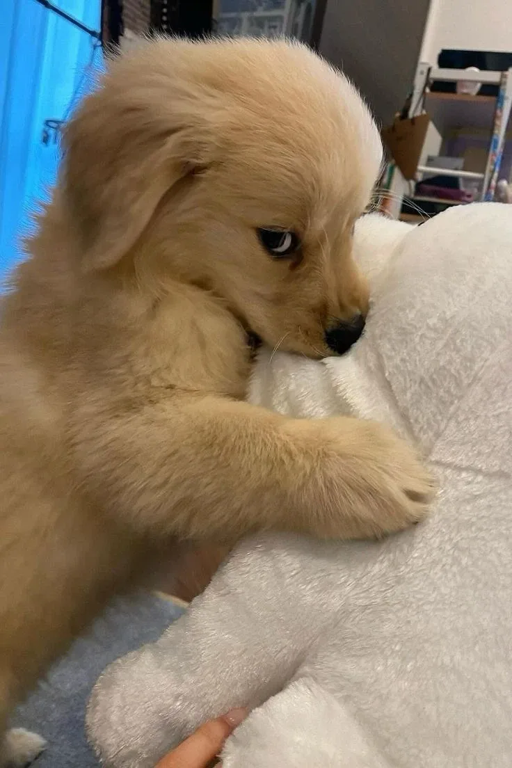 영이