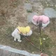 개집사