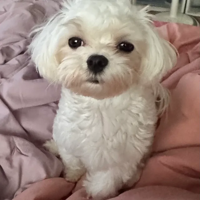 찡아