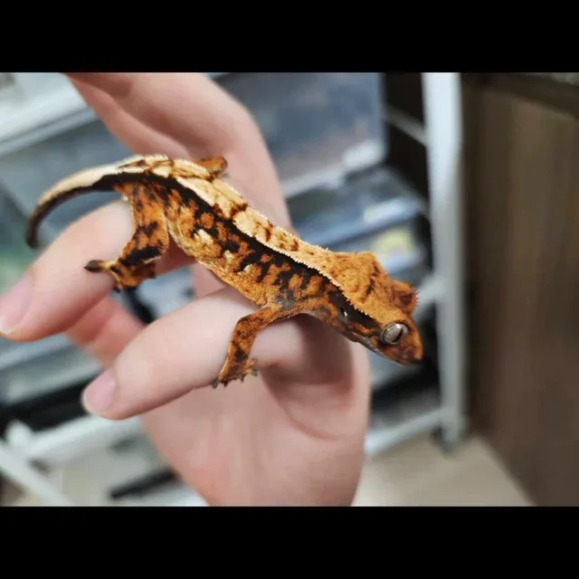 호랭이크레y